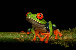 Rana verde de ojos rojos (Agalychnis callidryas). P.N. Braulio Carrillo