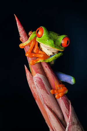 Rana verde de ojos rojos (Agalychnis callidryas). P.N. Braulio Carrillo