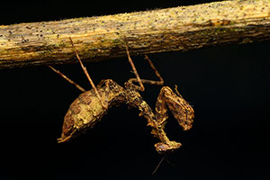 Mantis. P.N. Braulio Carrillo