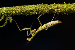 Mantis. P.N. Braulio Carrillo