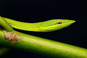 Culebrilla Verde (Oxybelis fulgidus). P.N. Tortuguero