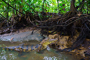 Caimán de anteojos (Caiman crocodilus). P.N. Tortuguero