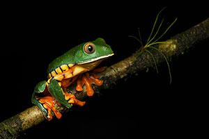 Sylvia's tree frog (Cruziohyla sylviae). P.N. Braulio Carrillo