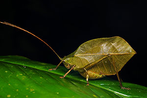 Leaf-mimic katydid. Boca Tapada