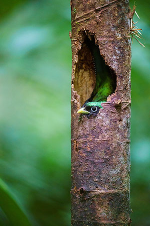 Trogón (trogon sp). Guápiles