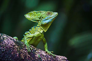 Basilisco verde (Basiliscus plumifrons). P.N. Tortuguero