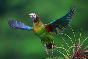 Lorito encapuchado (Pyrilia haematotis). Boca Tapada