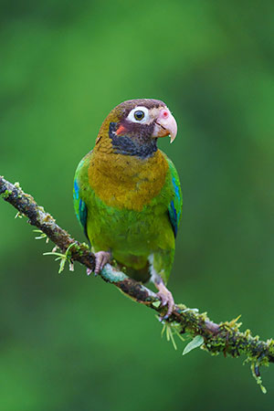 Lorito encapuchado (Pyrilia haematotis). Boca Tapada