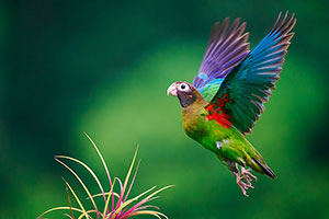Lorito encapuchado (Pyrilia haematotis). Boca Tapada