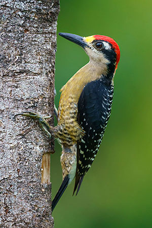 Carpintero centroamericano (Melanerpes pucherani). Boca Tapada