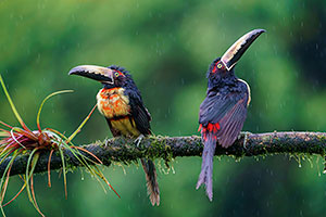 Tucancillo collarejo (Pteroglossus torquatus). Boca Tapada