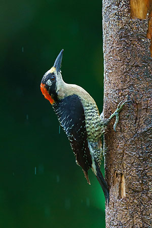 Carpintero centroamericano (Melanerpes pucherani). Boca Tapada