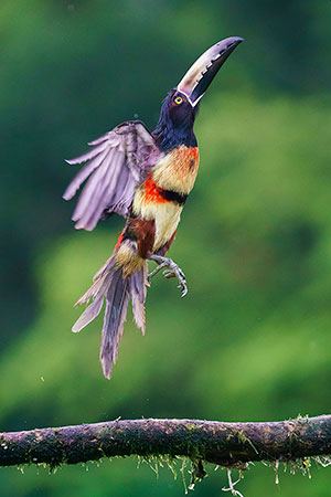 Tucancillo collarejo (Pteroglossus torquatus). Boca Tapada