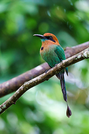 Momoto picoancho (Electron platyrhynchum). La Fortuna