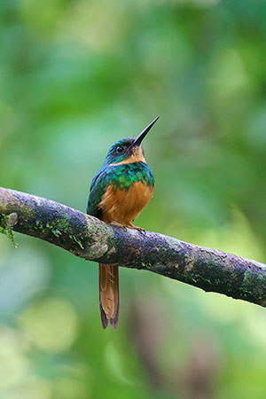 Jacamará colirrufo (Galbula ruficauda). La Fortuna