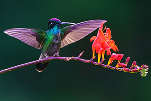 Colibrí de la Talamanca (Eugenes spectabilis). P.N. Los Quetzales