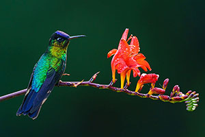 Colibrí insigne o colibrí garganta de fuego (Panterpe insignis). P.N. Los Quetzales