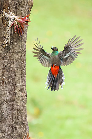 Quetzal resplandeciente o guatemalteco (Pharomachrus mocinno). P.N. Los Quetzales