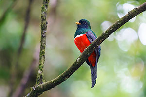 Trogón acollarado (Trogon collaris). P.N. Los Quetzales