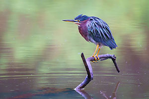 Garcita verdosa (Butorides virescens). Boca Tapada