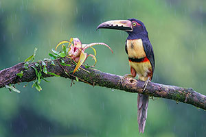 Tucancillo collarejo (Pteroglossus torquatus). Boca Tapada