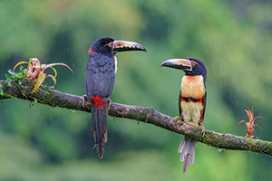Tucancillo collarejo (Pteroglossus torquatus). Boca Tapada