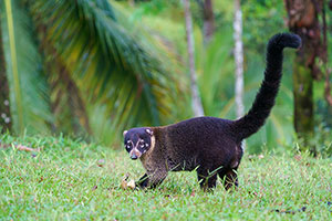 Coatí de nariz blanca (Nasua narica). Boca Tapada
