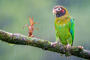 Lorito encapuchado (Pyrilia haematotis). Boca Tapada
