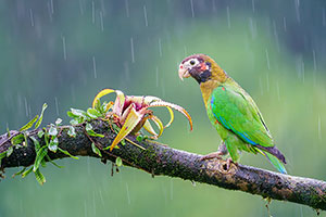 Lorito encapuchado (Pyrilia haematotis). Boca Tapada