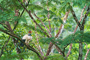 Cóndor de la selva (Sarcoramphus papa). Boca Tapada