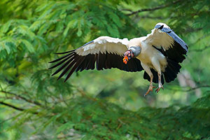 Cóndor de la selva (Sarcoramphus papa). Boca Tapada