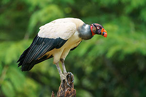 Cóndor de la selva (Sarcoramphus papa). Boca Tapada
