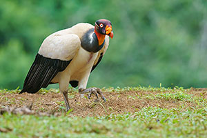 Cóndor de la selva (Sarcoramphus papa). Boca Tapada