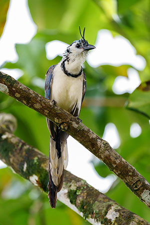 Urraca hermosa cariblanca (Calocitta formosa). Bijagua de Upala