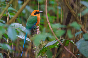 Momoto yeruvá occidental (Baryphthengus martii). Bijagua de Upala