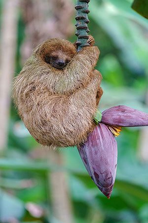 Perezoso bayo (Bradypus variegatus). Bijagua de Upala