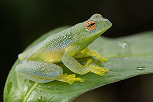 Rana de cristal. Guápiles