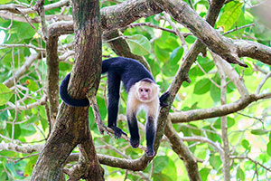 Mono carablanca (Cebus capucinus). P.N. Manuel Antonio