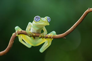 Limon giant glass frog (Sachatamia ilex). Guápiles