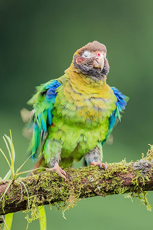 Lorito encapuchado (Pyrilia haematotis). Boca Tapada