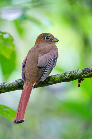 Surucuá amarillo (Trogon rufus). P.N. Corcovado. Península de Osa