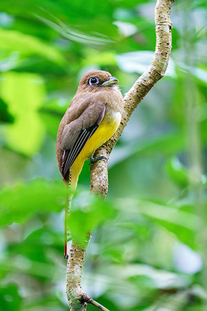 Surucuá amarillo (Trogon rufus). P.N. Corcovado. Península de Osa