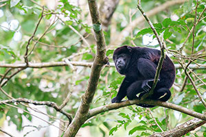 Mono aullador (Alouatta palliata). P.N. Corcovado. Península de Osa