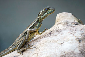 Basilisco (Basiliscus sp). P.N. Corcovado. Península de Osa