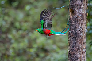 Quetzal resplandeciente o guatemalteco (Pharomachrus mocinno). P.N. Los Quetzales