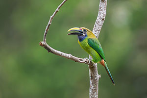 Tucán esmeralda (Aulacorhynchus prasinus). Boca Tapada
