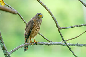 Roadside hawk (Rupornis magnirostris). P.N. Corcovado. Península de Osa