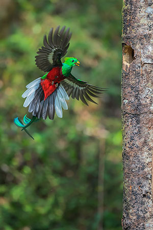 Quetzal resplandeciente o guatemalteco (Pharomachrus mocinno). P.N. Los Quetzales