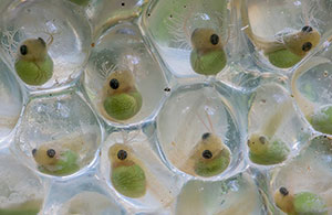 Parque Nacional Volcán Arenal