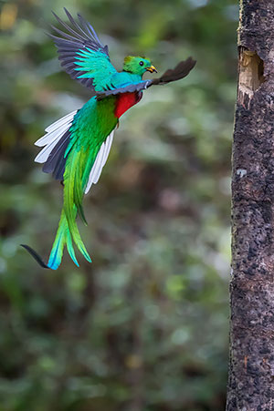 Quetzal resplandeciente o guatemalteco (Pharomachrus mocinno). P.N. Los Quetzales